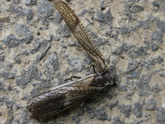 Pteronarcys sachalina