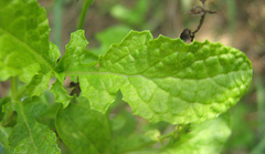 Salvia runcinata
