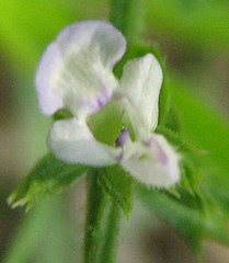 Salvia runcinata