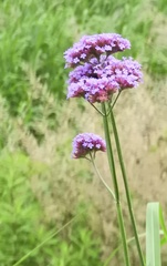 Verbena bonariensis