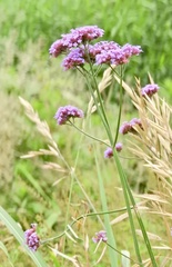 Verbena bonariensis