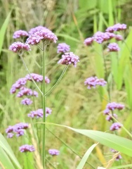 Verbena bonariensis