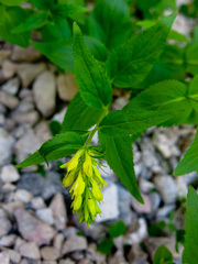 Paederota lutea