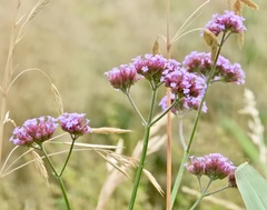 Verbena bonariensis