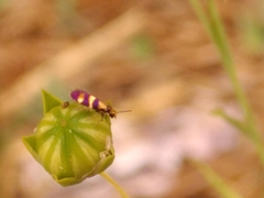 Micropterix aglaella