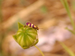 Micropterix aglaella