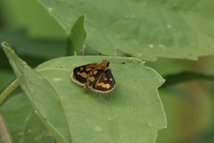 Taractrocera luzonensis