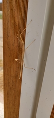 Clonopsis gallica
