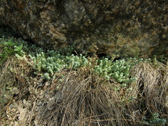 Sedum borissovae