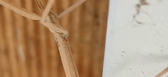 Clonopsis gallica