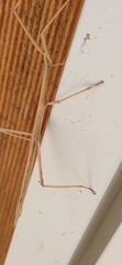 Clonopsis gallica