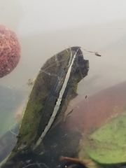 Australatya striolata