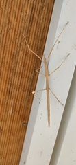 Clonopsis gallica