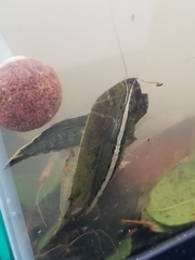 Australatya striolata