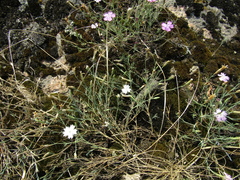 Dianthus hypanicus