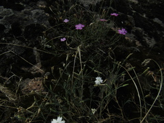 Dianthus hypanicus