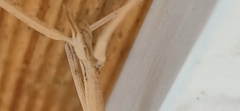 Clonopsis gallica