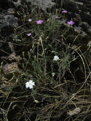 Dianthus hypanicus
