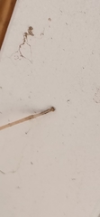 Clonopsis gallica
