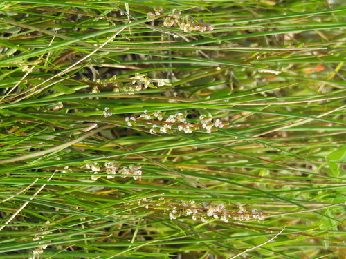 Triglochin barrelieri (Triglochin barrelieri)