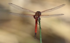 Tramea insularis