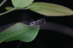 Sphedanolestes impressicollis