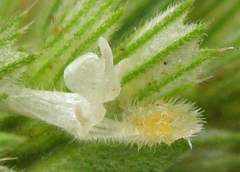 Leucas neuflizeana