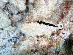 Pinctada margaritifera