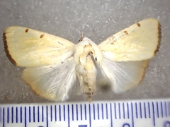 Xanthodes amata