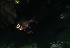 Trachichthys australis
