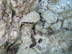 Pinctada margaritifera