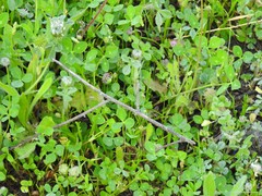 Trifolium glomeratum