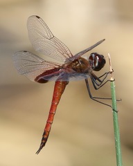 Tramea insularis