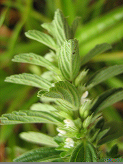 Leucas neuflizeana
