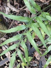 Asplenium flaccidum × oblongifolium