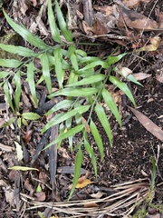 Asplenium flaccidum × oblongifolium