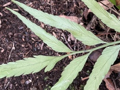 Asplenium flaccidum × oblongifolium
