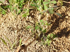 Trifolium cherleri