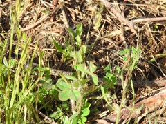 Trifolium cherleri