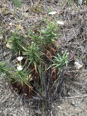 Malacothrix saxatilis saxatilis