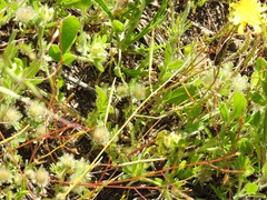 Trifolium cherleri