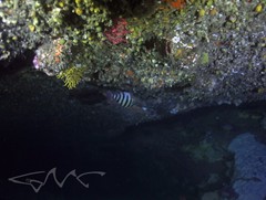 Hypoplectrodes annulatus