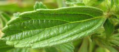Leucas neuflizeana