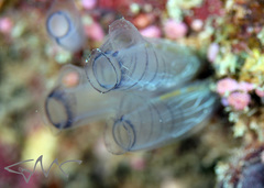 Rhopalaea circula