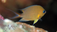 Pycnochromis amboinensis