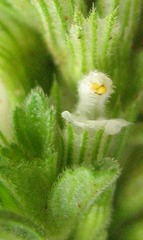 Leucas neuflizeana