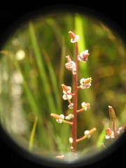 Triglochin barrelieri