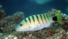 Lutjanus semicinctus