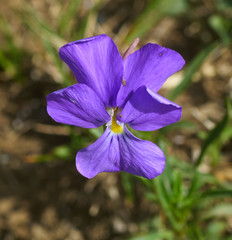 Viola bertolonii