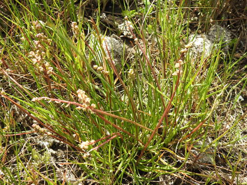 Triglochin barrelieri (Triglochin barrelieri)